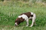 SPRINGER SPANIEL 036